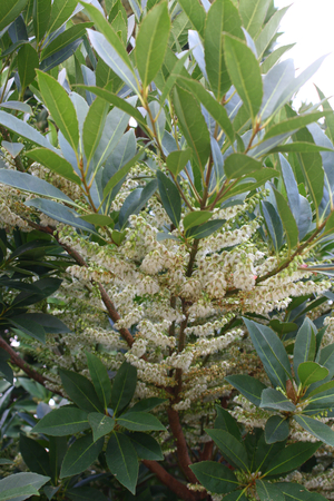 Japanese Blueberry Tree, Elaeocarpus decipiens, E. sylvestris, Adenodus sylvestris